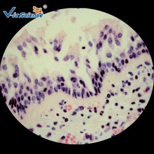 China Biological Prepared Pathology Microscope Slides Medical Training Slides wholesale