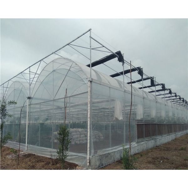 Agricultural Single-Span Tunnel Type Film Blackout Mushroom Greenhouse with Light Deprivation System for Medical Plants and Mushroom