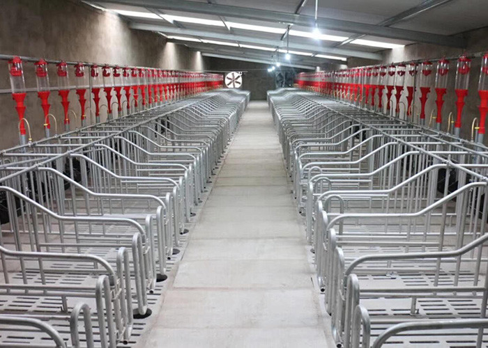 SS304 Piggery Pregnancy Sow Gestation Stalls Swine Farrowing Crates