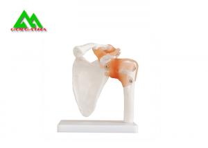 Human Joint Model For Medical Teaching 11cmx4cm Corrosion Resistance