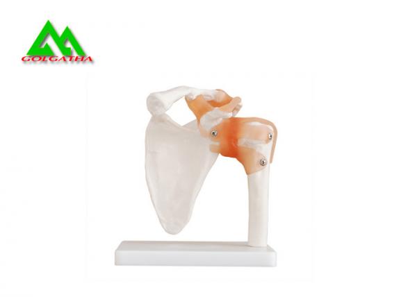 Quality Human Joint Model For Medical Teaching 11cmx4cm Corrosion Resistance for sale