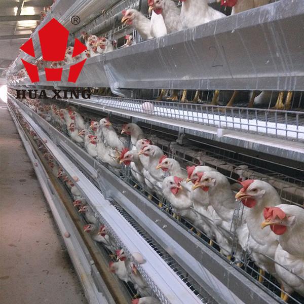 Quality Cage Manufacturer 90 - 160 Birds Hot Galvanized Laying Hen Farming Equipments Layer Chicken Cage for sale