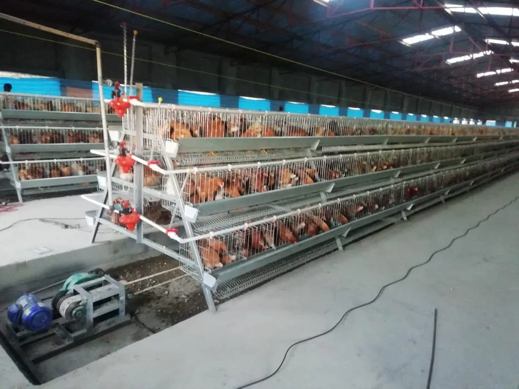 Customized Color Layer Cage System A Type Chicken Layer Battery Cage Long Lifespan
