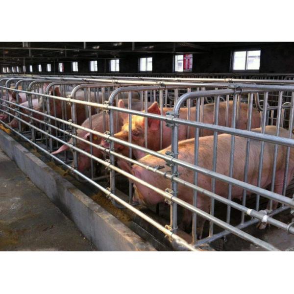 Silver Color Pig Gestation Crates Hog Gestation Stalls Livestock Equipment