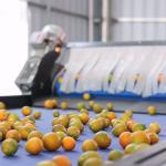 380V Intelligent Kumquat Sorting Machine 99.9% Accurate