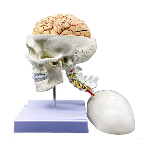 Quality Science Display Human Skull Anatomy Model With Brain And Cervical Vertebra for sale
