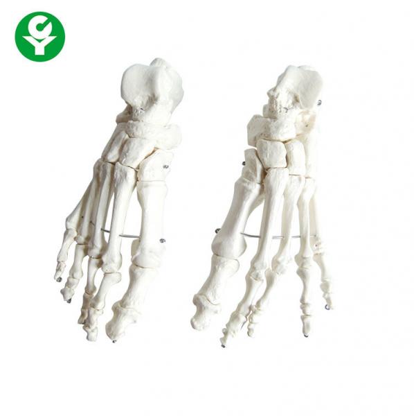 Quality Foot Human Joints Model White Color Medical School Teachers Support Durable for sale