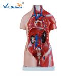 Lab School Human Torso Muscle Anatomy Model 45cm Unisex Torso 23 Parts