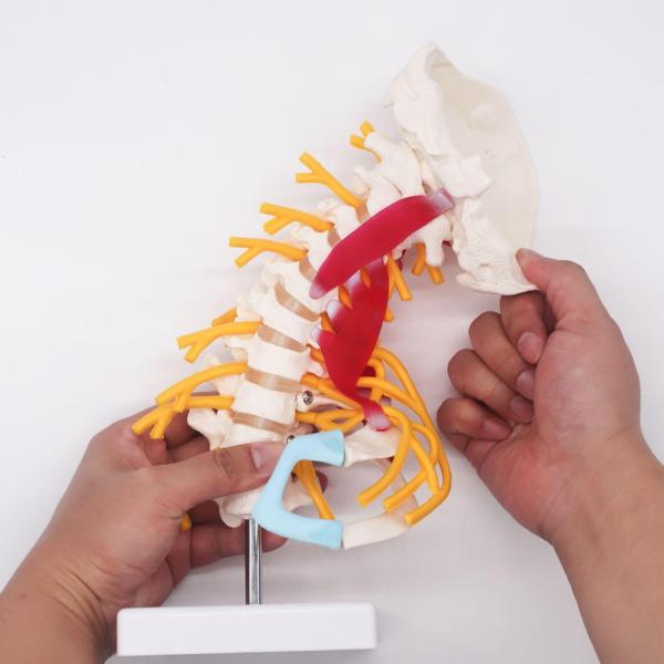 Cervical Vertebrae Vertebral Column 3d Model Arteria Nerves Customized