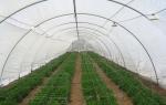 Waste Disposal Insect Mesh Netting Easywash 0.8 * 0.8mm For Horizontal Shed