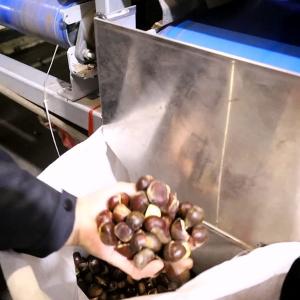 China 12 Lanes 4 Tons Chestnut Sorting Machine Capacity 98% Accuracy wholesale