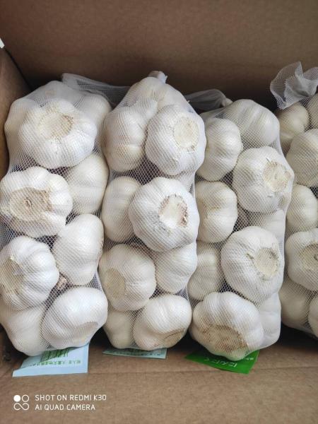 Quality Natural China Fresh garlic  Pure White  normal white garlic for sale