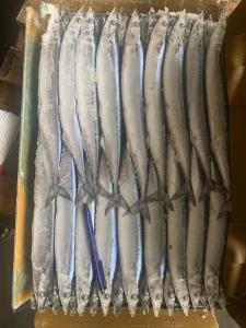 China 2# BQF Frozen Pacific Saury Fish With High Protein wholesale