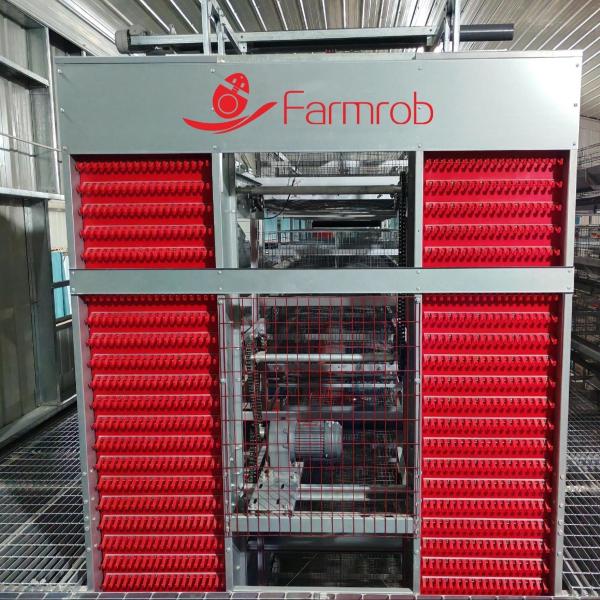 Quality Automatic Poultry / Chicken Egg Collection System For Laying Hen for sale