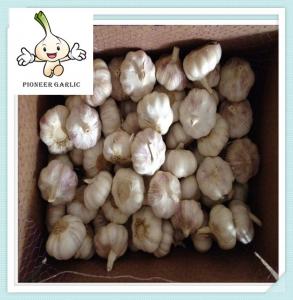 China Alibaba China Wholesale Garlic Price In Carton Box And Mesh Bag wholesale
