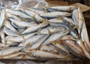 China A Grade 50g-60g Pacific Mackerel Fresh Frozen Seafood wholesale