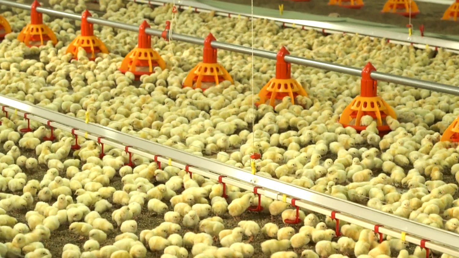 10000 Chickens Prefabricated Steel Tolerance ±1% for Chicken and Duck Farm Structures