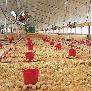 Infrared Chicken Poultry Farm Brooder Heater Manual Heating System Purple Horn6806 5000pa