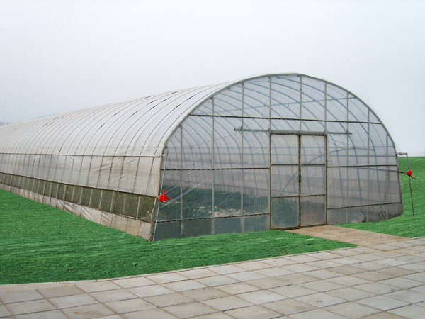 White Color Tunnel Plastic Greenhouse Upright Section Circular / Rectangular / U Shaped