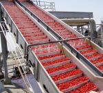 Tomato Sauce Processing Line Customized Tomato Products Processing Plant