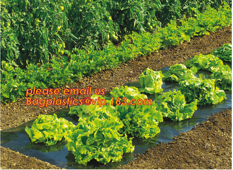HOTICULTURAL MULCH FILM,AGRICULTURAL PE FILM,MARKET GARDENERS CLOCHE FILM,PE FILM FOR CORN,PLASTIC FILM COVER,TOMATO COV