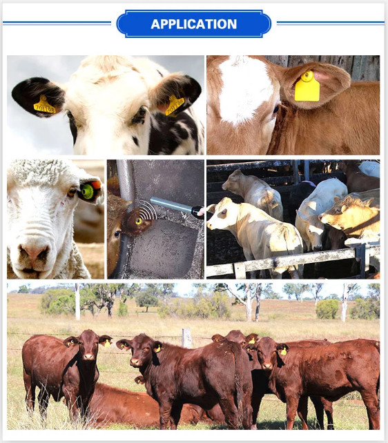 Low Frequency Rfid Livestock Tags For Cattle Cow Identifications