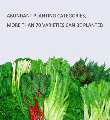 Vegetables Crops LED NFT Indoor Hydroponic Systems