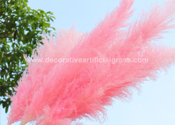 Quality 30cm 45cm 50cm Preserved Fresh Flowers Pampas Grass Natural Dried for sale