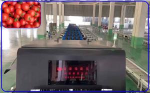 China High Yield Auto Tomato Sorting Machine 4 Channel Intelligent For 12 - 15 T/H wholesale