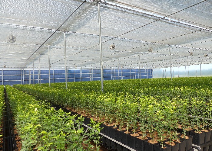 Vegetable Agricultural Tomatoes Dome Roof 7-10m Span Po Film Greenhouse