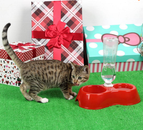 Free Shipping travel dog bowls Dispenser Feeder Utensils Bowl China wholesale