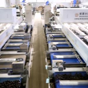 China 380V 2 Ton/H Output Chestnut Sorting Machine 360° Rotational Inspection wholesale