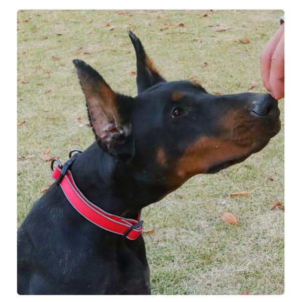 Pet Adjustable Dog Collar Reflective Collar For Medium And Large Dogs