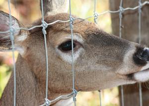 Heavy Duty Fixed Knot Square Deer Mesh Fence Corrosion Resistance Easy Installation