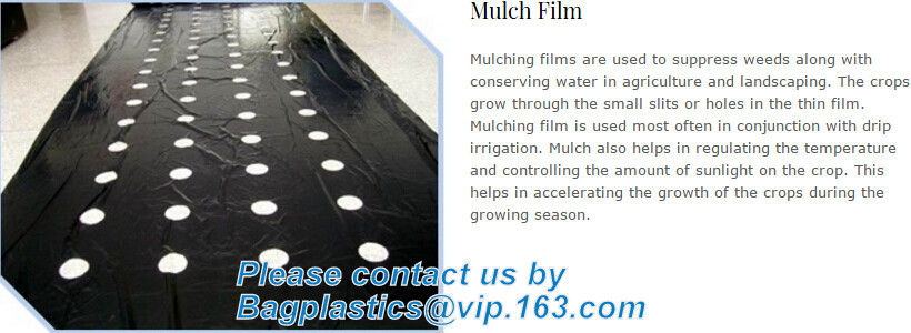 HOTICULTURAL MULCH FILM,AGRICULTURAL PE FILM,MARKET GARDENERS CLOCHE FILM,PE FILM FOR CORN,PLASTIC FILM COVER,TOMATO COV
