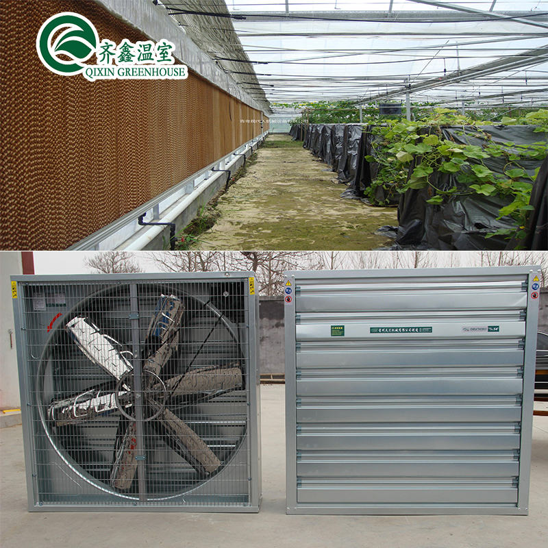 PO Single Layer Greenhouse for Agriculture Boost Agricultural Production