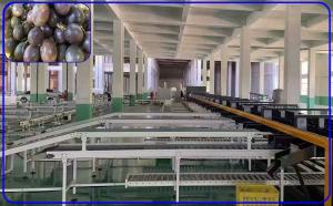 China Industrial Passion Fruit Sorting Machine 2 Channel Intelligent Various Configurations wholesale
