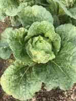 Simmering Chinese Round Cabbage / No Pesticide Common Cabbage Small Size