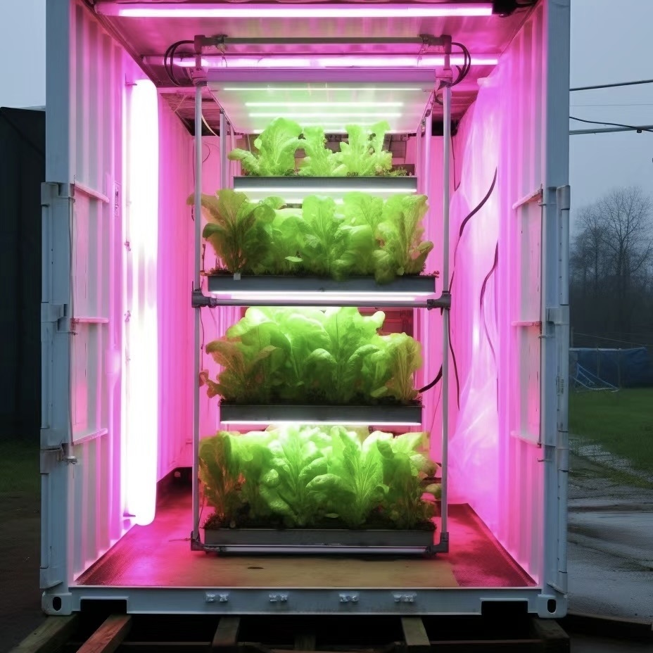 Reefer Container Greenhouse Leafy Vegetables