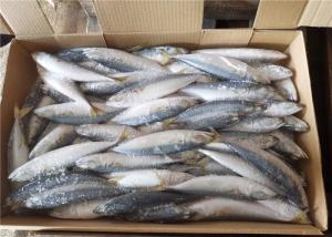 China Pacific Mackerel 60g-80g Whole Round Health Fresh Frozen Seafood wholesale