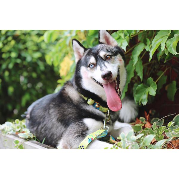 1.5cm Polyester Dog Collar For Dye Sublimation Hidream Dog Harness Personalized ID