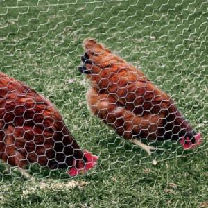 China 12M PVC Galvanized Hexagonal Wire Netting mesh For Poultry Farm wholesale