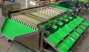 China blueberry grading machine, dates sorting machine, plum grading machine wholesale