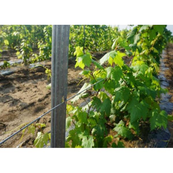 Zinc Coated 275G 1.5MM Thickness Vineyard Trellis Posts