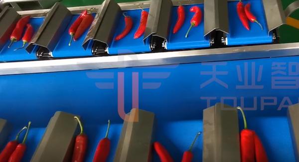 Quality CE Approve Multi Head Conveyor Belt Weigher For Cucumber Pepper for sale