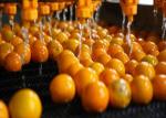 Fully Automatic Orange Juice Processing Line Machine For Citrus Processing