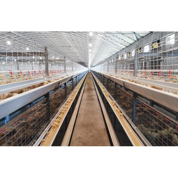 Prefab Light Steel Structure Poultry House Galvanized Steel Frame Chicken Coop