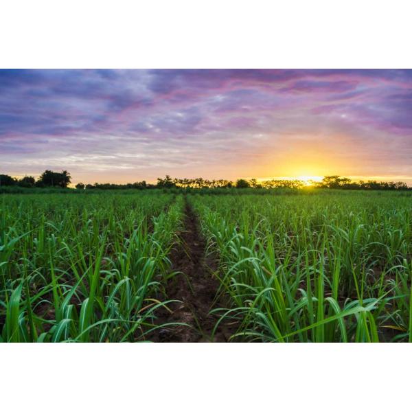 Choosing The Right Rotary Drying Machine For Your Sugar Processing Operation