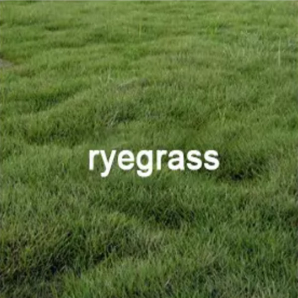 Automatic Silage Bale Wrapper Grass Bundling Machine 15kw Motor ODM