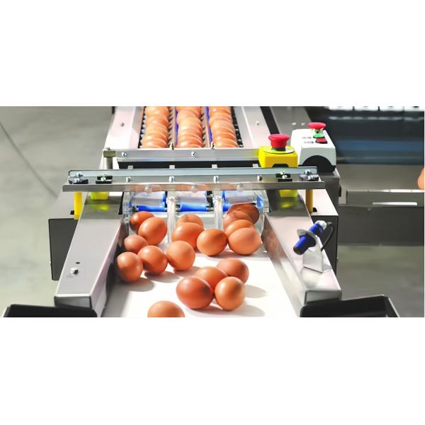Chicken Egg Shell Removal Machine 10000pcs/h Automatic Chicken Egg Peeling Machine
